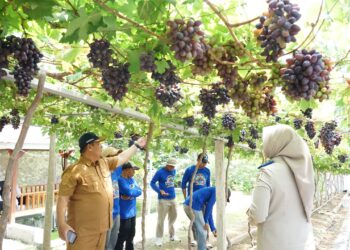 Warga meninjau kebun anggur produktif di Kampung Reforma Agraria Duyu Bangkit, Palu. Program penataan lahan pascabencana ini berhasil mengubah zona rawan menjadi sentra agrowisata yang meningkatkan pendapatan ekonomi penyintas bencana. (Foto: Istimewa)