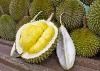 Manfaat Durian bagi Kesehatan dan Efek Samping jika Dikonsumsi Berlebihan 
