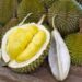 Manfaat Durian bagi Kesehatan dan Efek Samping jika Dikonsumsi Berlebihan 
