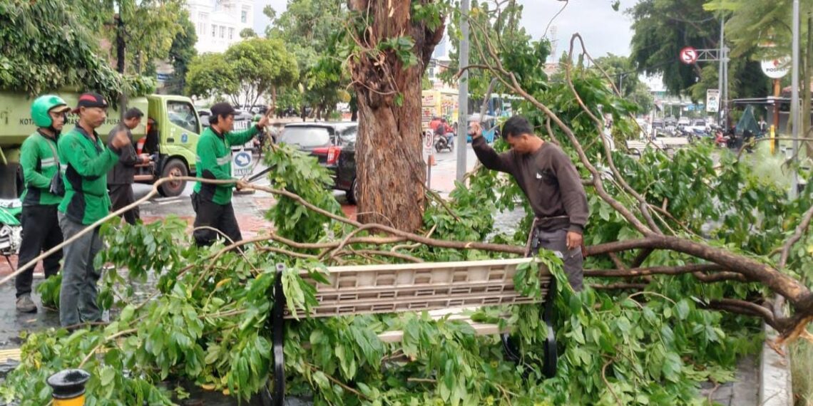 Pohon rawan tumbang di Jakarta Pusat (Ist)