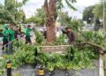 Pohon rawan tumbang di Jakarta Pusat (Ist)