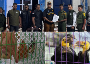 Upaya penyelundupan ratusan satwa liar dilindungi yang diduga akan diekspor secara ilegal ke Thailand berhasil digagalkan tim gabungan di Aceh Timur. (Foto: Ist)