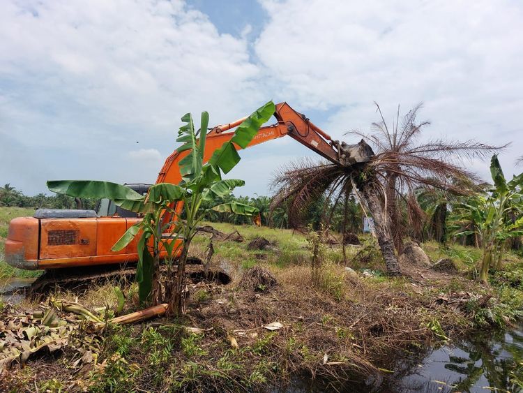 Personel Satgas Garuda bersama petugas Ditjen Gakkum Kemenhut saat melakukan pencabutan tanaman sawit ilegal di kawasan Suaka Margasatwa Karang Gading, Sumatera Utara, Senin (6/4/2026).